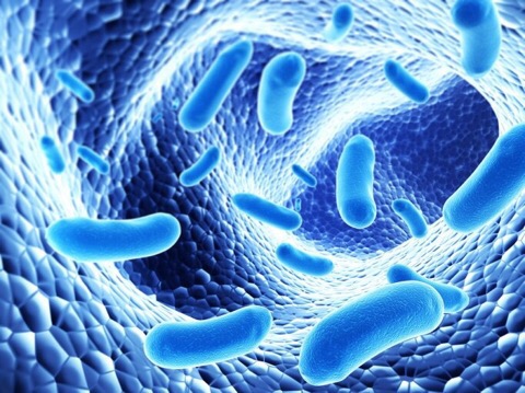 장 내벽을 따라 움직이는 파란색 유익균과 유해균을 형상화한 3D 일러스트 이미지